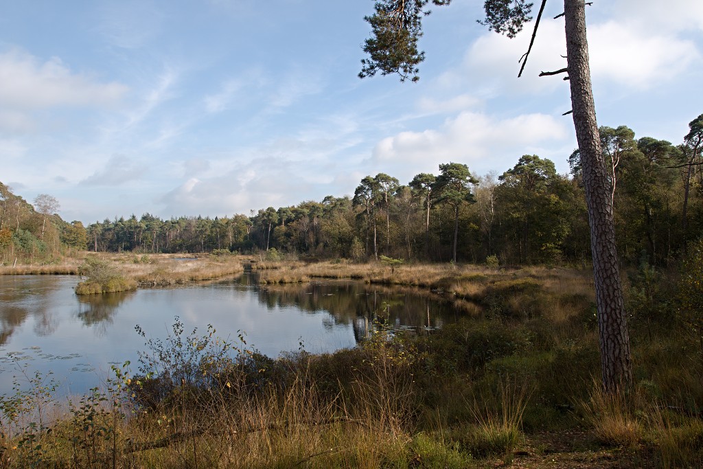 Oisterwijkse Bossen en Vennen Kampina natuurgebied natuur hdr oisterwijk Nationaal park Landschap Het Groene Woud hei heide bossen natuurmonumenten brabant
